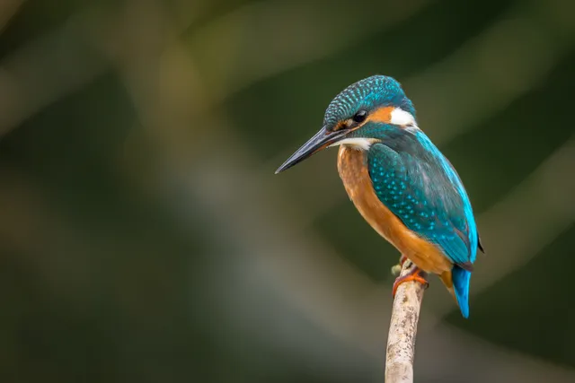 Photo of Kingfisher